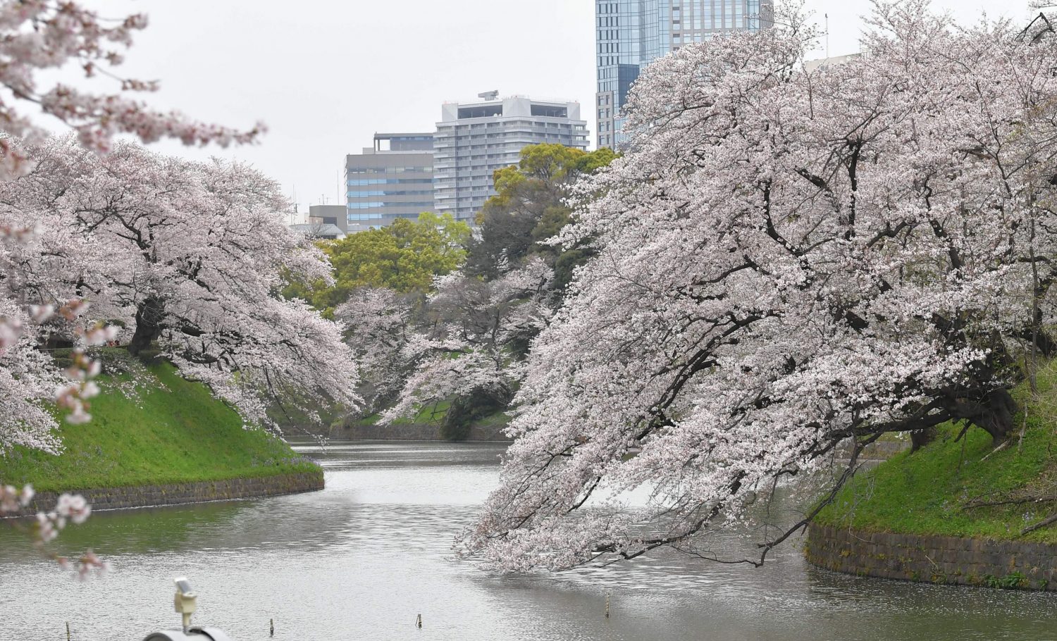 Tokyo Cherry Blossom 2023 - Yoyogi Park, Shinjuku Gyoen 