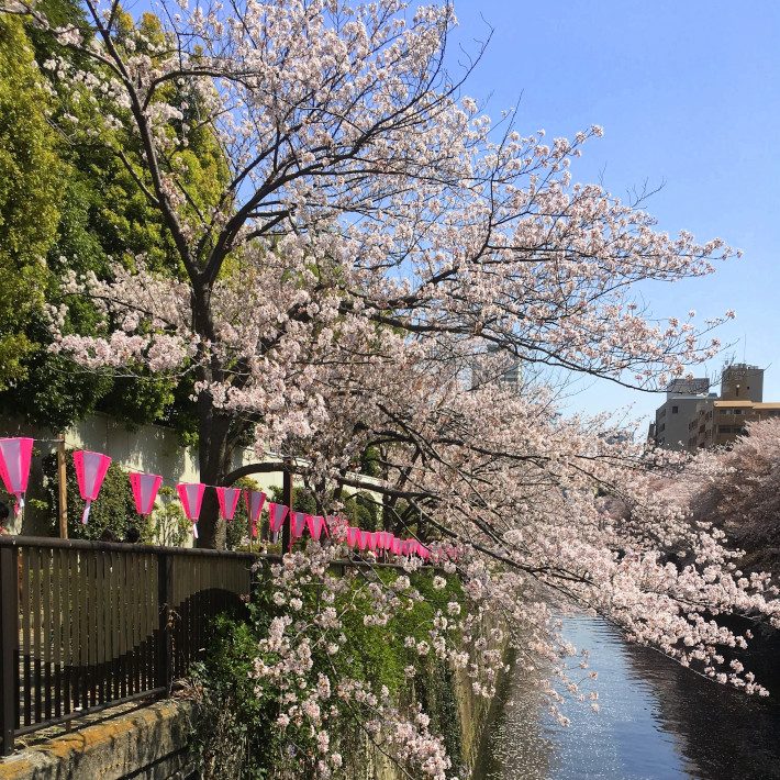 Meguro River Cherry Blossoms: Tokyo's Most Famous Sakura Spot