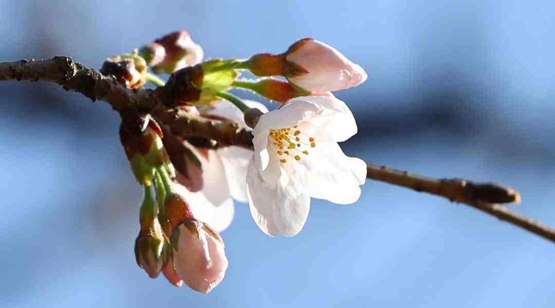 Cherry Blossoms In Tokyo Off To A Blissfully Early Start Japan Forward