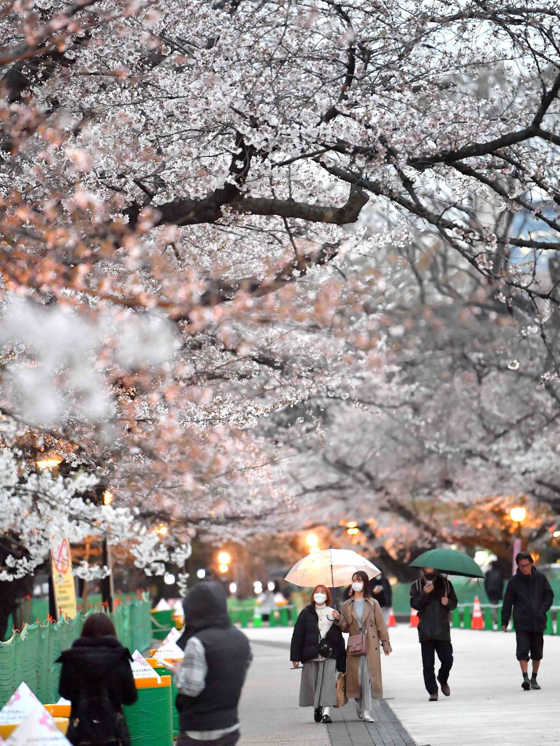 It’s Finally Here Tokyo Declares Full Bloom For Cherry Blossom Season