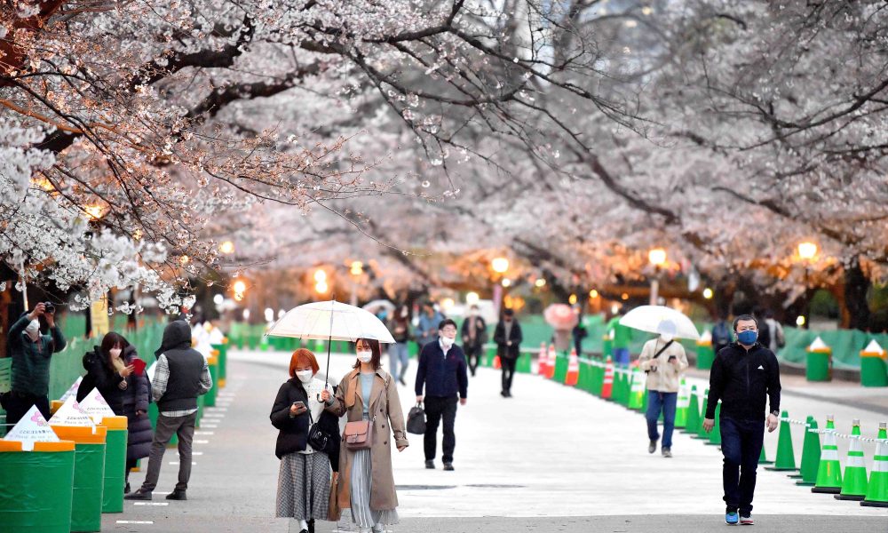 Sakura bloom 2022