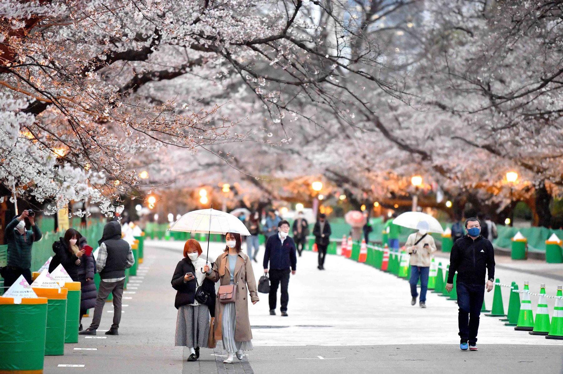 Tokyo, Japan. 24th Mar, 2022. The traditional Japanese Cherry blossom  season in Tokyo is set to start on March 28, 2022. Some Sakura trees  started to bloom already, like here in Naka