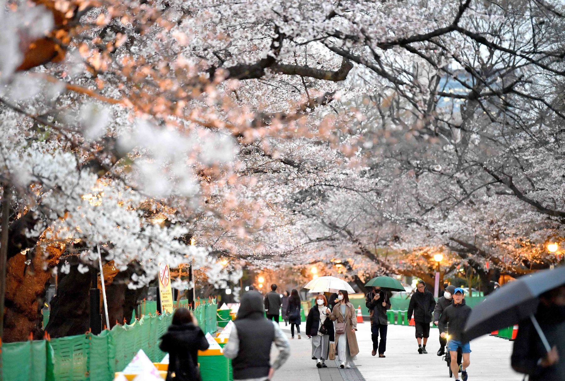 It’s Finally Here Tokyo Declares Full Bloom For Cherry Blossom Season