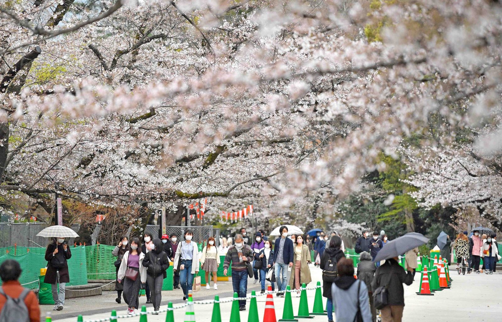 Cherry Blossom In Tokyo Sakura In Full Bloom 011 