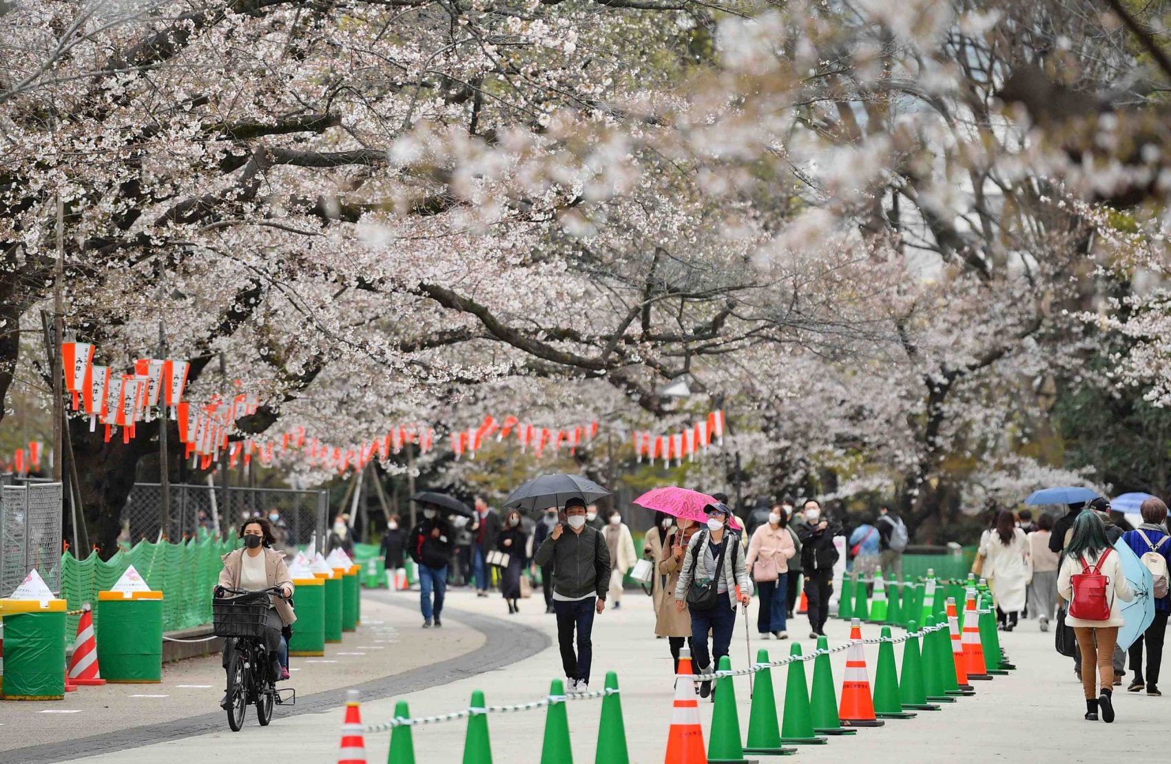 Cherry Blossom in Tokyo Sakura in full bloom 013 | JAPAN Forward