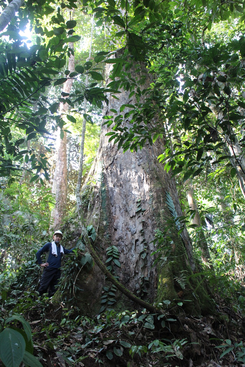 Discovering Living Treasure in Tropical Forests with Japan’s State-of ...