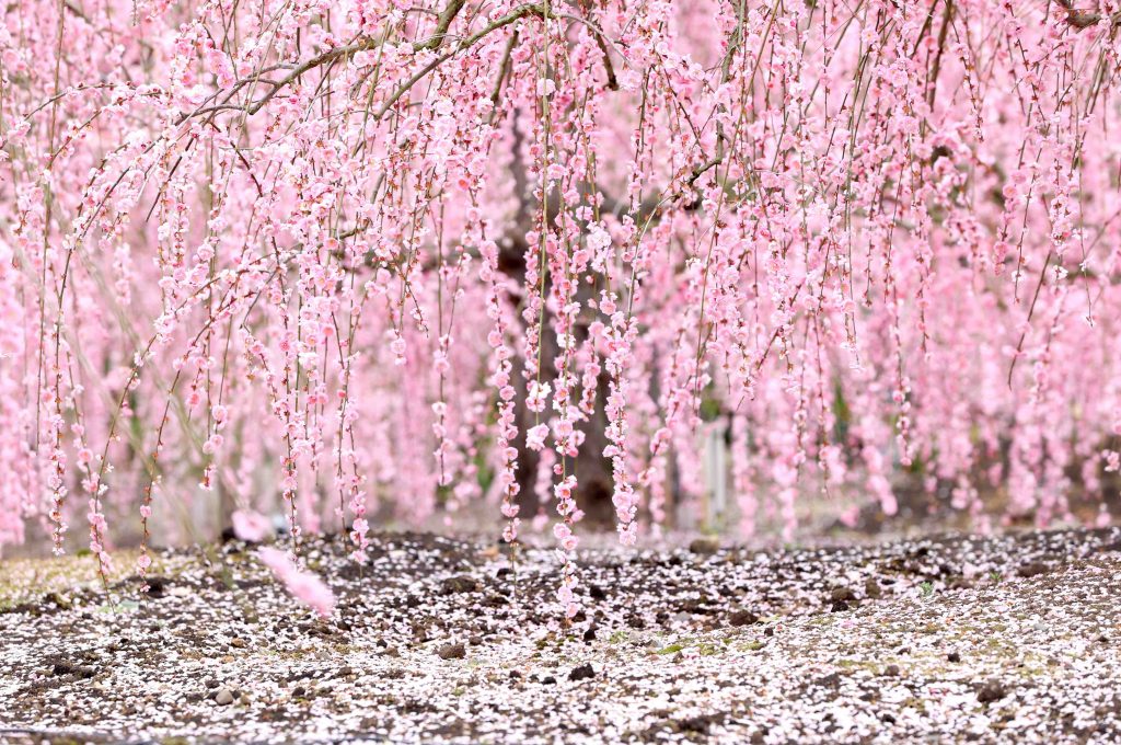 [Corona ni Makeruna] Sweet-scented Weeping Plum Blossoms Intoxicate at ...