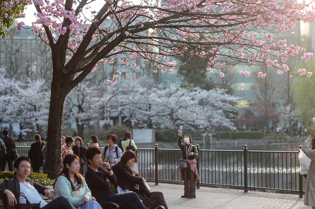 Ueno Park: One of the Best Places to see Cherry Blossoms in Tokyo | JAPAN Forward