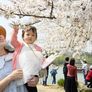 Japanese Hanami Culture Spreading in China 002