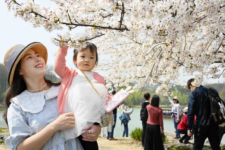 Japanese Hanami Culture Spreading in China 002