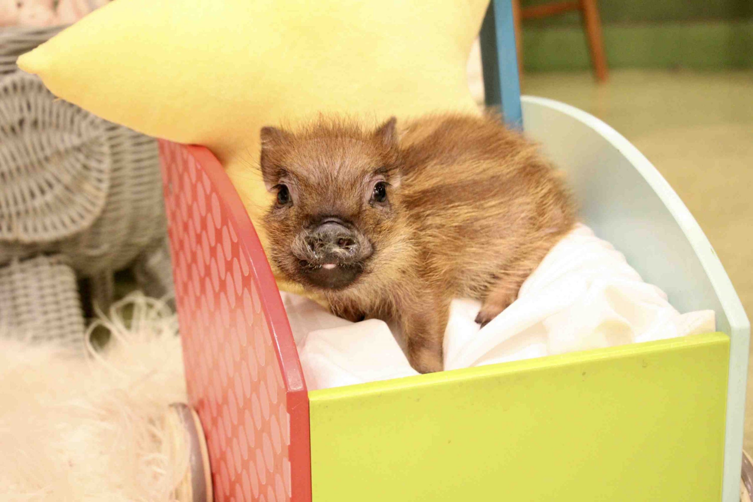 Japan's First Micro Pig Cafe Mipig Cafe 002 JAPAN Forward