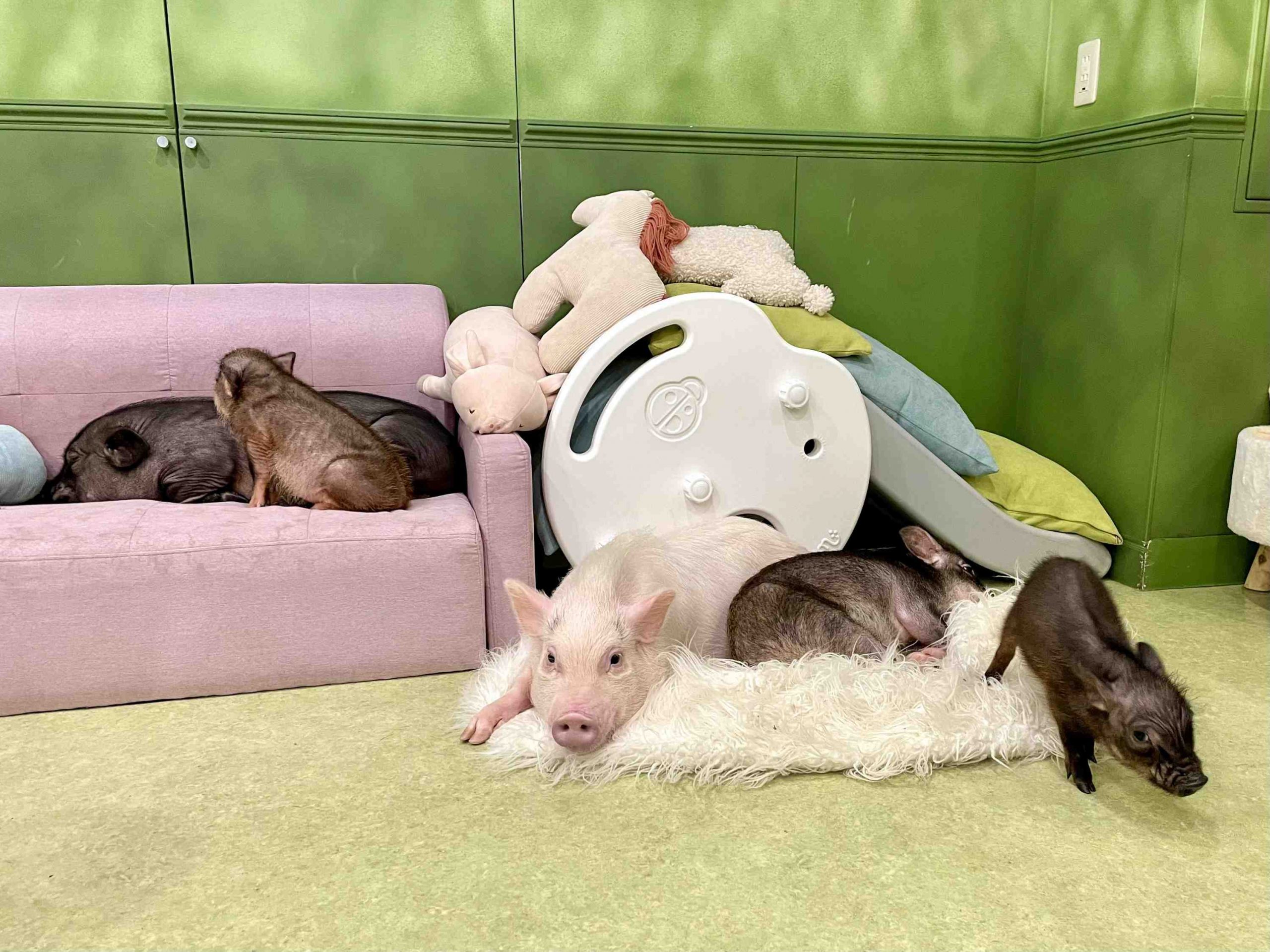 Japan's First Micro Pig Cafe Mipig Cafe 007 JAPAN Forward