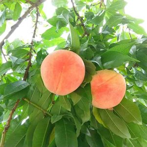 Peach Paradise Fuefuki City Yamanashi Prefecture 001