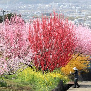 Peach Paradise Fuefuki City Yamanashi Prefecture