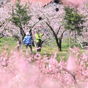 Peach Paradise Fuefuki City Yamanashi Prefecture