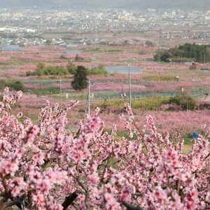 Peach Paradise Fuefuki City Yamanashi Prefecture