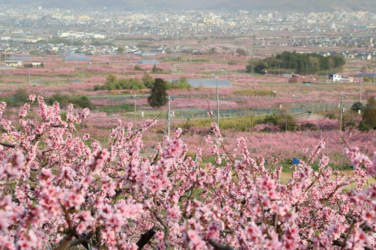 Peach Paradise Fuefuki City Yamanashi Prefecture