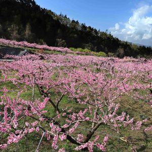 Peach Paradise Fuefuki City Yamanashi Prefecture