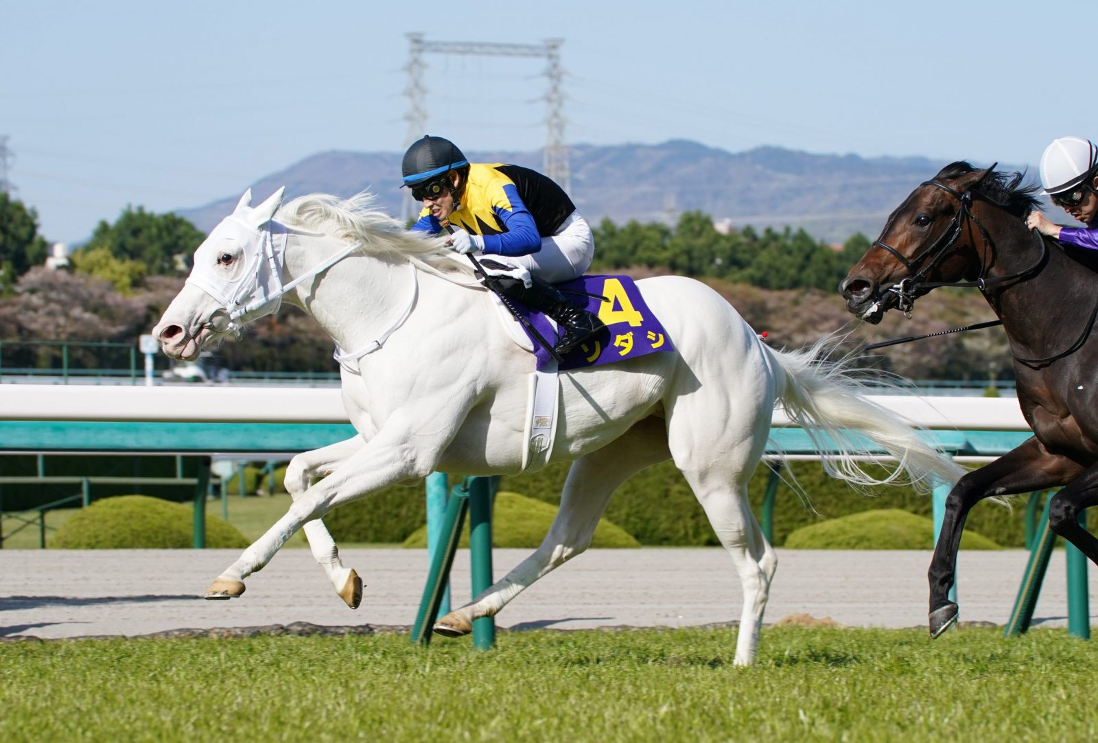 white thoroughbred racing