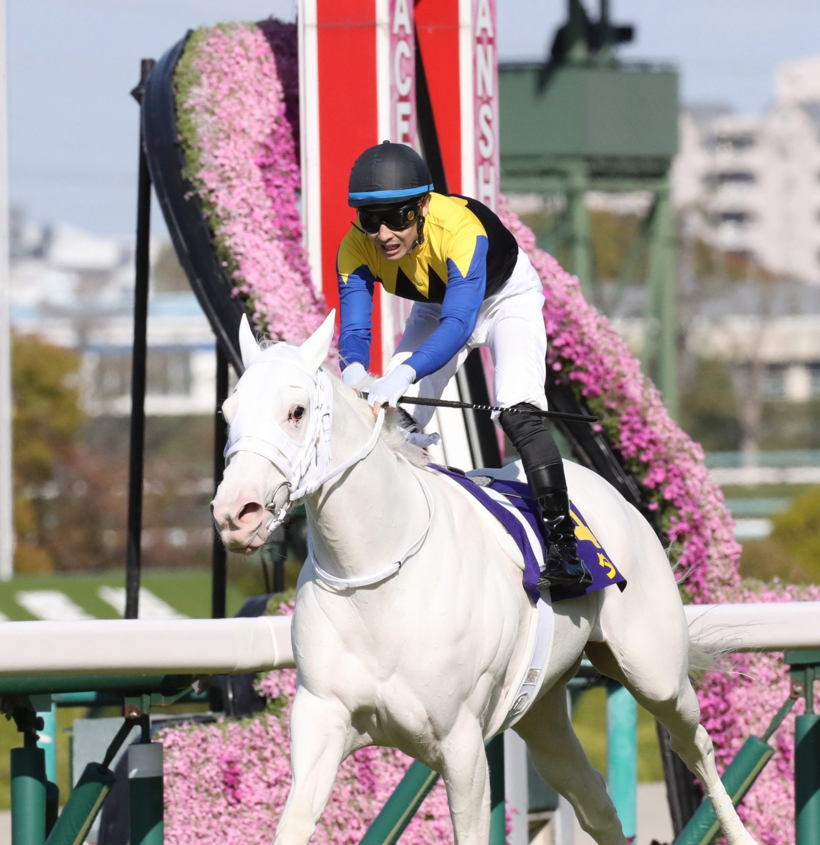 HORSE RACING | Sodashi Bests Field in Oka Sho, Becomes First White ...