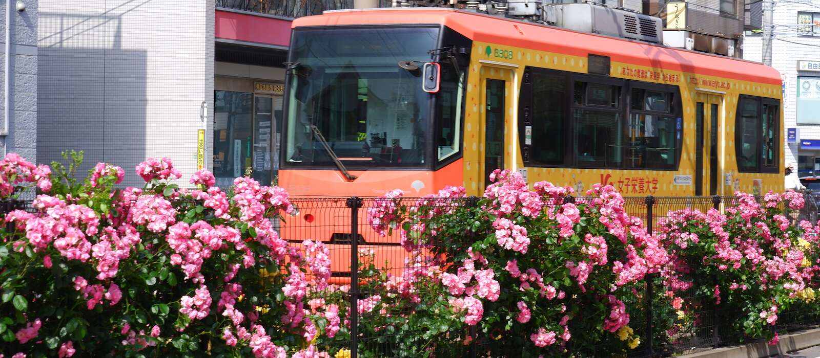 041_traminflowersdscf5157 JAPAN Forward