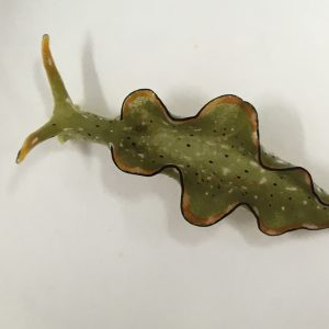 Graduate student's love for sea slugs leads to discovery of regeneration from severed head 001