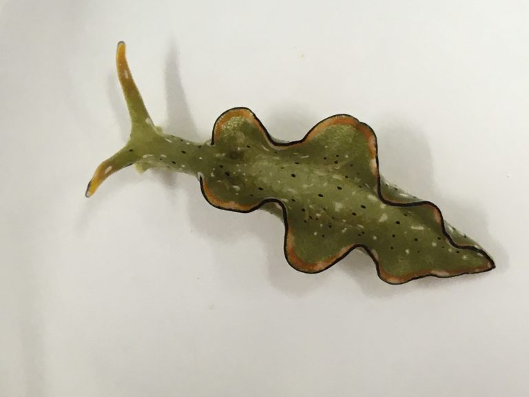 Graduate student's love for sea slugs leads to discovery of regeneration from severed head 001