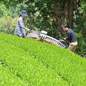 絶景の茶畑で一服の清涼　静岡「天空の茶の間」