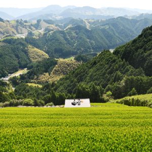 絶景の茶畑で一服の清涼　静岡「天空の茶の間」