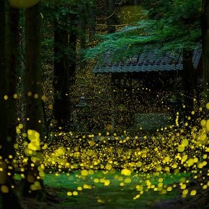 Fireflies Photographer