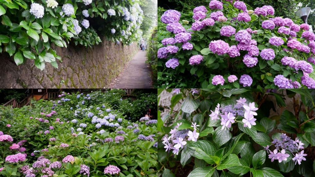 Ajisai: Colors and Patterns that Brighten Japan's Rainy Season