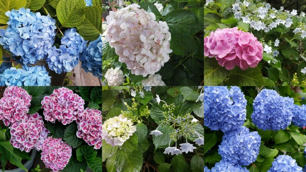 Ajisai: Colors and Patterns that Brighten Japan's Rainy Season