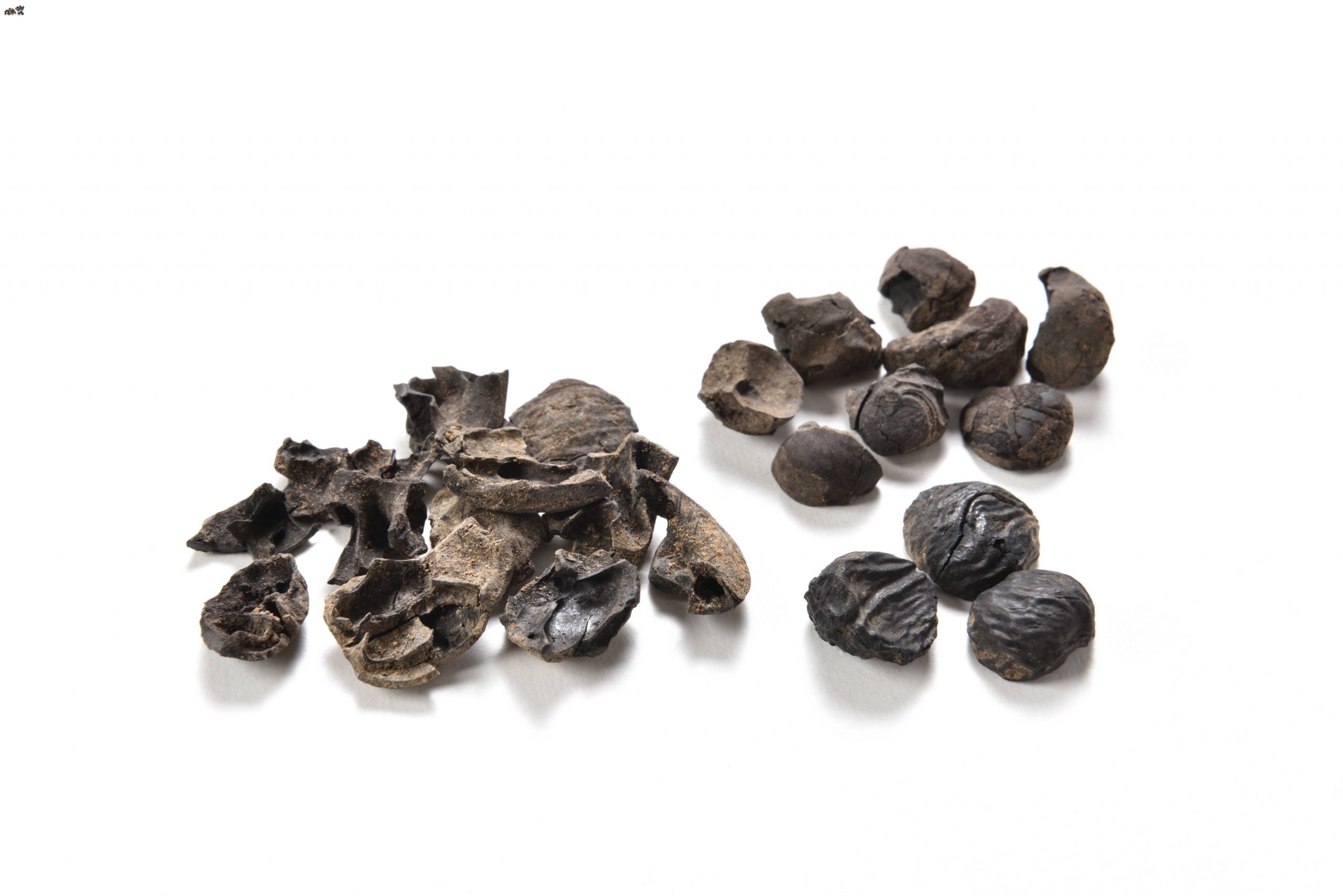 Prehistoric Jōmon People of Japan 008 JAPAN Forward