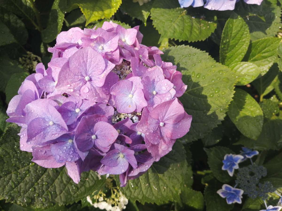 Ajisai: Colors and Patterns that Brighten Japan's Rainy Season