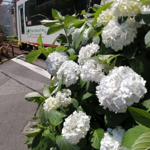 Ajisai: Colors and Patterns that Brighten Japan's Rainy Season