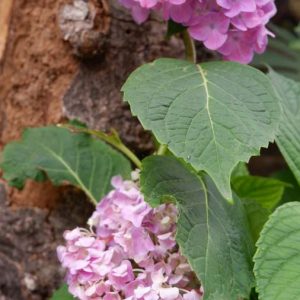 Ajisai: Colors and Patterns that Brighten Japan's Rainy Season