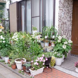 Ajisai: Colors and Patterns that Brighten Japan's Rainy Season