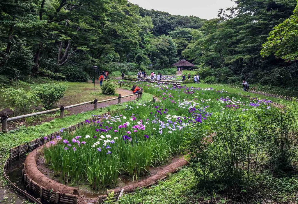 Where to See Iris in Tokyo