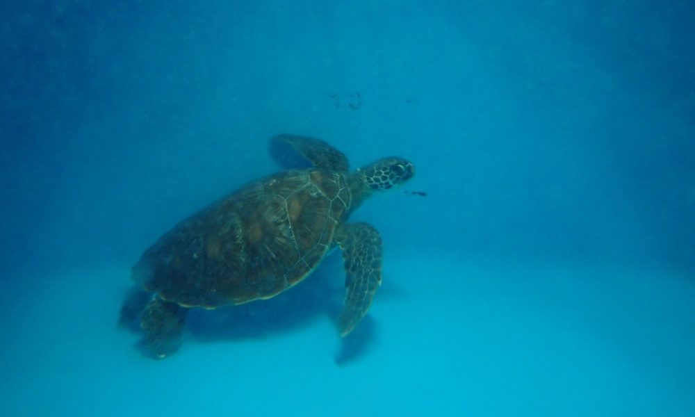 Sea Stories: A Green Sea Turtle’s Silent SOS