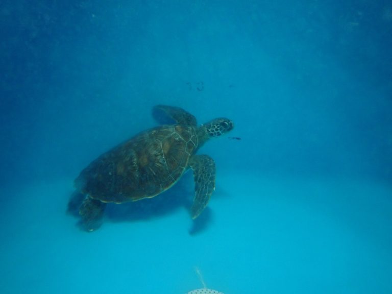 A Green Sea Turtle’s Silent SOS (2)