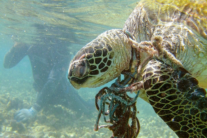 Our Oceans: Young Green Turtle Shows Why We Need to Stop Plastic Waste ...