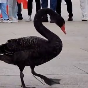 Black Swan Tiananmen Square Sept 5 2021 med