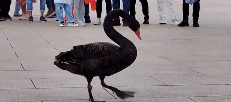 Black Swan Tiananmen Square Sept 5 2021 med