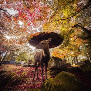 Nara Deers Messangers of the Gods Stylish Deer