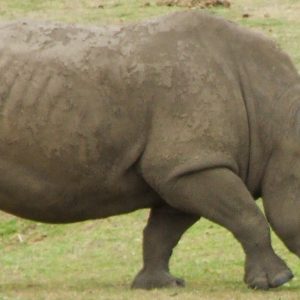 Rhino_2 (courtesy wikimedia commons)