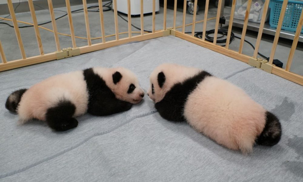 Hidden Wonders Of Japan Ueno Zoo S Twin Panda Cubs Are So Adorable And So Hard To Name Japan Forward