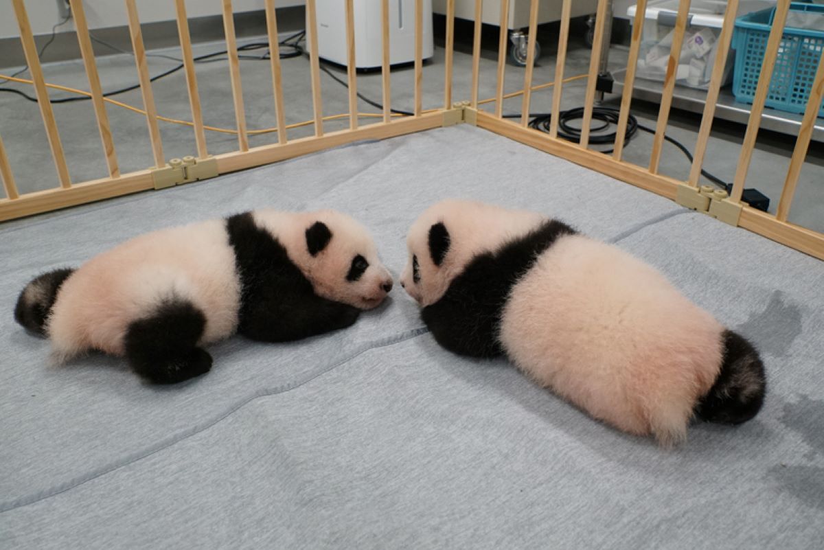 [Hidden Wonders of Japan] Ueno Zoo’s Twin Panda Cubs are So Adorable