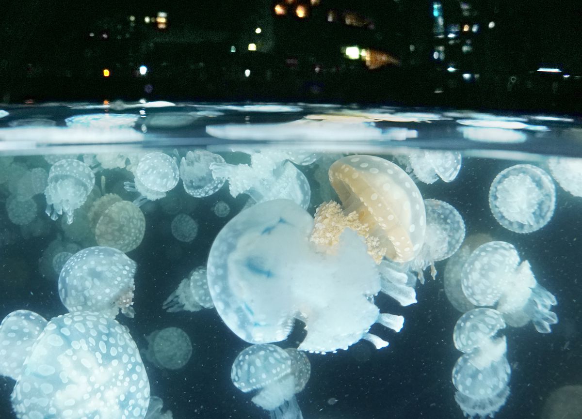 Jellyfish Kagoshima Hidden Wonders (4) JAPAN Forward