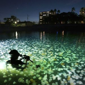 Jellyfish Kagoshima Hidden Wonders (5)