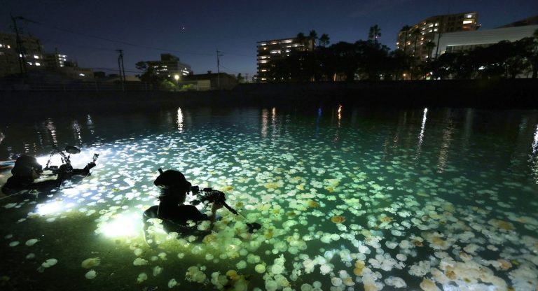 Jellyfish Kagoshima Hidden Wonders (5)